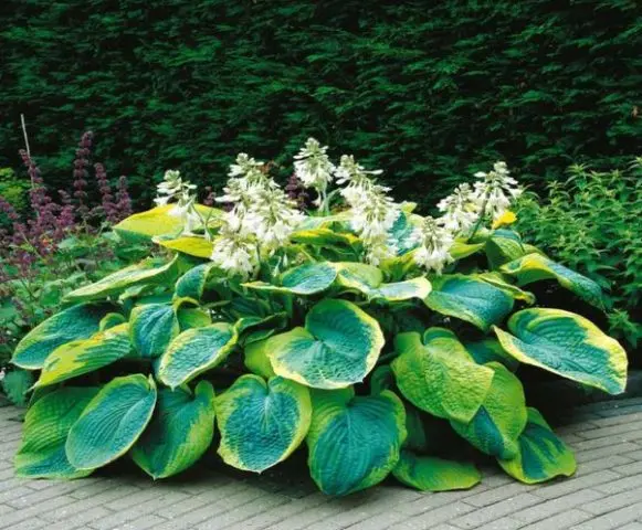 Hosta Francis Williams (France Williams): photo and variety description