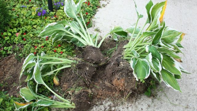 Hosta Francis Williams (France Williams): photo and variety description