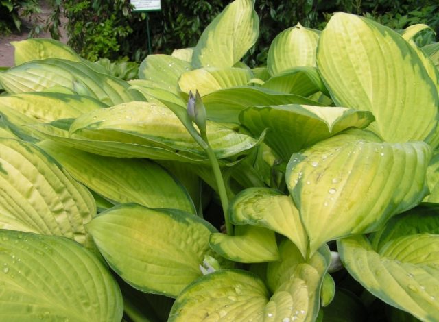 Hosta Gold Standard (Gold Standard): photo and description