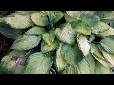 Hosta Gold Standard (Gold Standard): photo and description