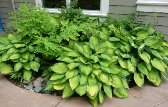 Hosta Gold Standard (Gold Standard): photo and description