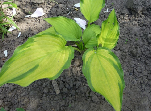 Hosta Gold Standard (Gold Standard): photo and description