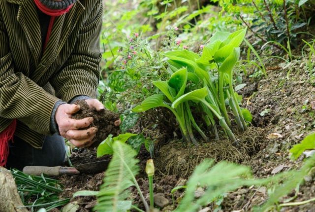 Hosta Gold Standard (Gold Standard): photo and description