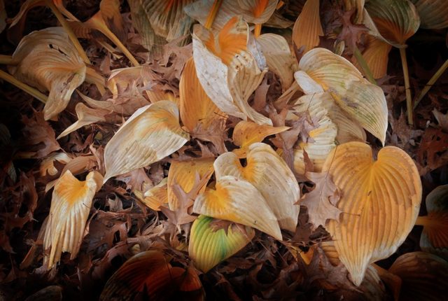 Hosta Gold Standard (Gold Standard): photo and description