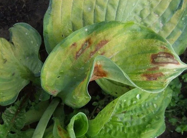 Hosta Gold Standard (Gold Standard): photo and description