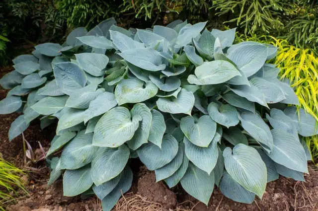 Hosta Halcyon: photo and description of the variety, reviews