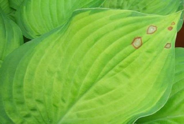 Hosta Halcyon: photo and description of the variety, reviews