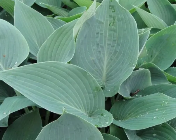 Hosta Halcyon: photo and description of the variety, reviews