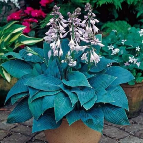 Hosta Halcyon: photo and description of the variety, reviews