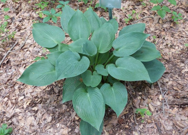 Hosta Halcyon: photo and description of the variety, reviews