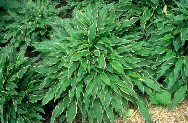 Hosta hybrid: Sting, Firn Line, Regal Splendor and other varieties