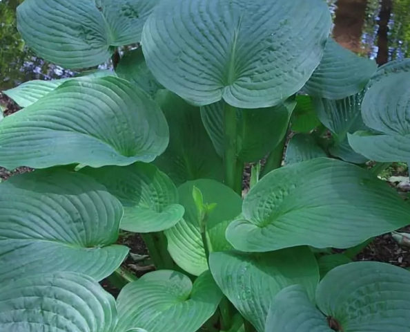 Hosta hybrid: Sting, Firn Line, Regal Splendor and other varieties