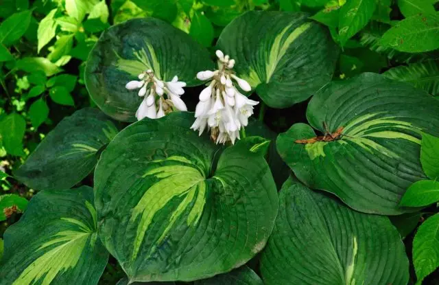 Hosta hybrid: Sting, Firn Line, Regal Splendor and other varieties