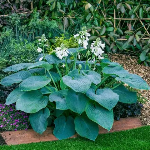 Hosta hybrid: Sting, Firn Line, Regal Splendor and other varieties