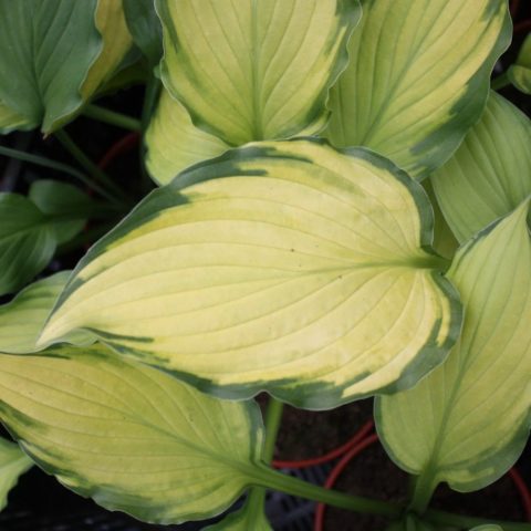 Hosta hybrid: Sting, Firn Line, Regal Splendor and other varieties