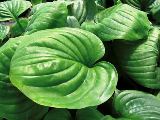 Hosta hybrid: Sting, Firn Line, Regal Splendor and other varieties