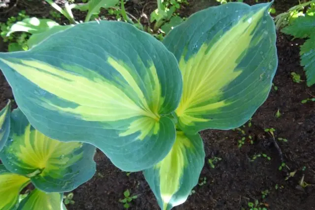 Hosta hybrid: Sting, Firn Line, Regal Splendor and other varieties