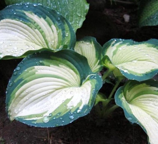 Hosta hybrid: Sting, Firn Line, Regal Splendor and other varieties