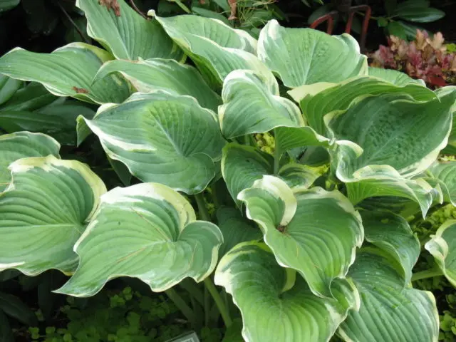 Hosta hybrid: Sting, Firn Line, Regal Splendor and other varieties