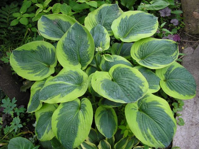 Hosta hybrid: Sting, Firn Line, Regal Splendor and other varieties