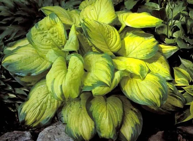 Hosta hybrid: Sting, Firn Line, Regal Splendor and other varieties