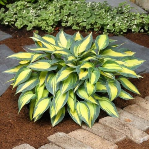 Hosta hybrid: Sting, Firn Line, Regal Splendor and other varieties