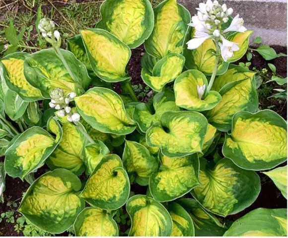 Hosta hybrid: Sting, Firn Line, Regal Splendor and other varieties