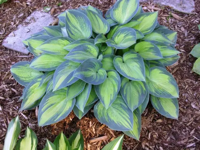 Hosta hybrid: Sting, Firn Line, Regal Splendor and other varieties