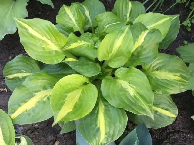 Hosta hybrid: Sting, Firn Line, Regal Splendor and other varieties