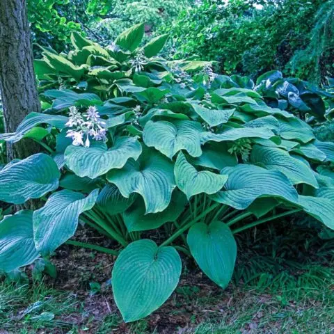 Hosta hybrid: Sting, Firn Line, Regal Splendor and other varieties