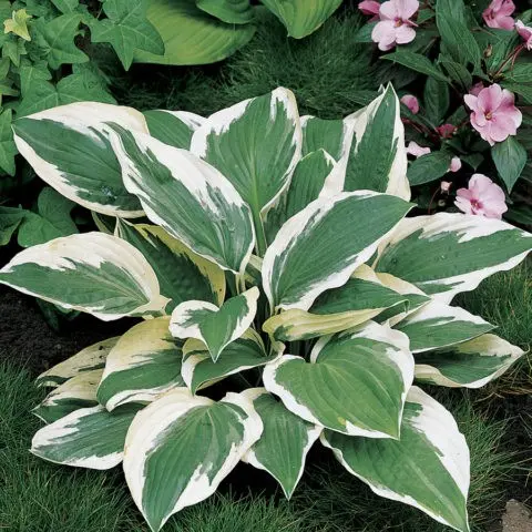 Hosta hybrid: Sting, Firn Line, Regal Splendor and other varieties