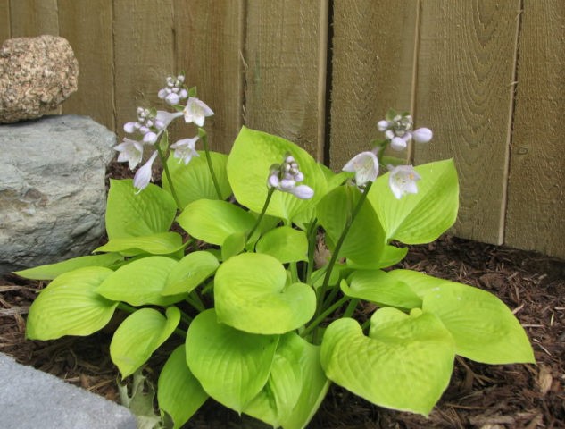 Hosta hybrid: Sting, Firn Line, Regal Splendor and other varieties