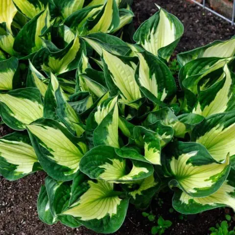 Hosta hybrid: Sting, Firn Line, Regal Splendor and other varieties