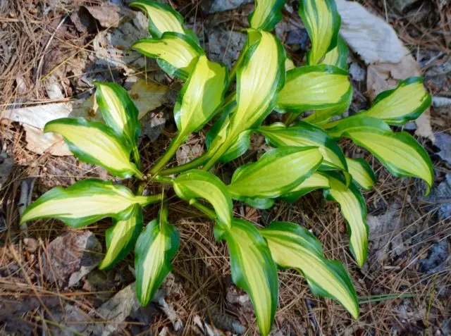 Hosta hybrid: Sting, Firn Line, Regal Splendor and other varieties