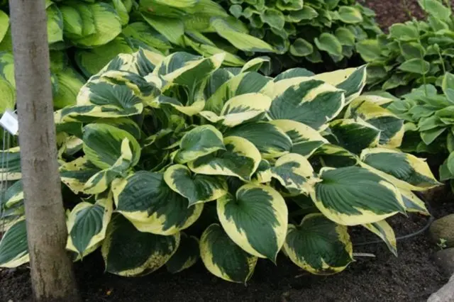 Hosta hybrid: Sting, Firn Line, Regal Splendor and other varieties