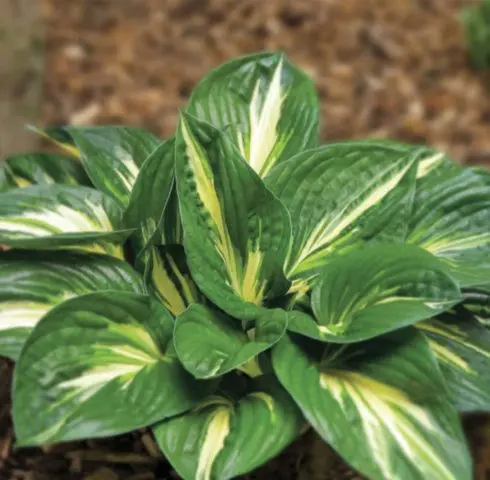 Hosta hybrid: Sting, Firn Line, Regal Splendor and other varieties