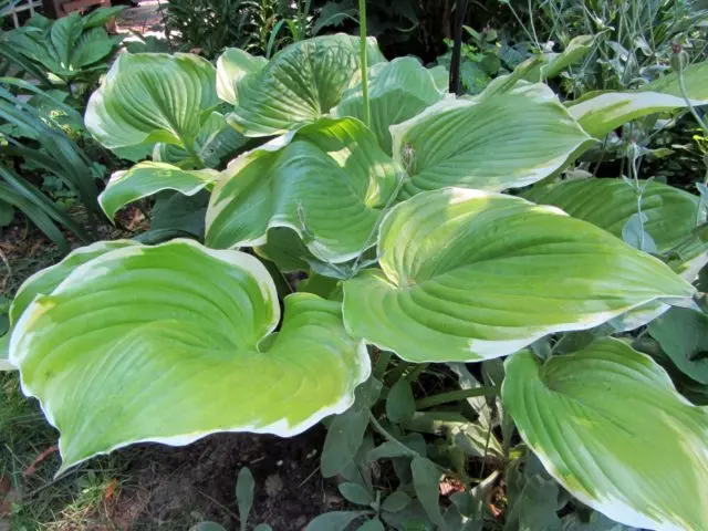 Hosta hybrid: Sting, Firn Line, Regal Splendor and other varieties