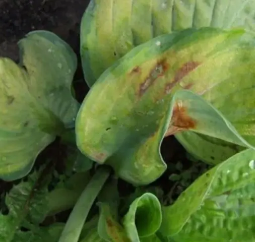 Hosta hybrid: Sting, Firn Line, Regal Splendor and other varieties