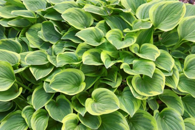 Hosta hybrid: Sting, Firn Line, Regal Splendor and other varieties