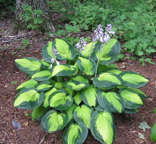 Hosta hybrid: Sting, Firn Line, Regal Splendor and other varieties ...