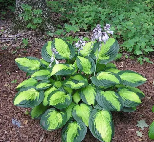 Hosta hybrid: Sting, Firn Line, Regal Splendor and other varieties