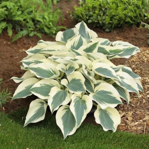 Hosta hybrid: Sting, Firn Line, Regal Splendor and other varieties