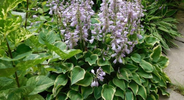 Hosta hybrid: Sting, Firn Line, Regal Splendor and other varieties