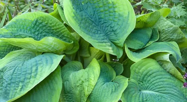 Hosta hybrid: Sting, Firn Line, Regal Splendor and other varieties