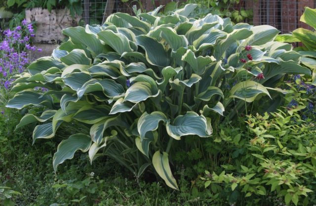 Hosta hybrid: Sting, Firn Line, Regal Splendor and other varieties