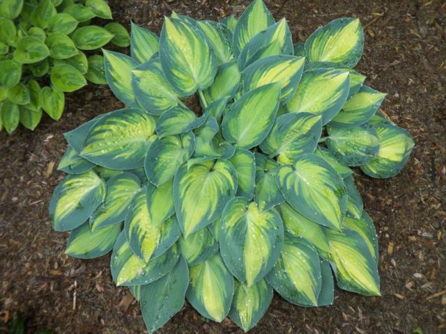 Hosta June: photo and description