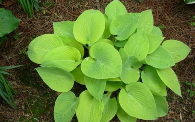 Hosta June: photo and description