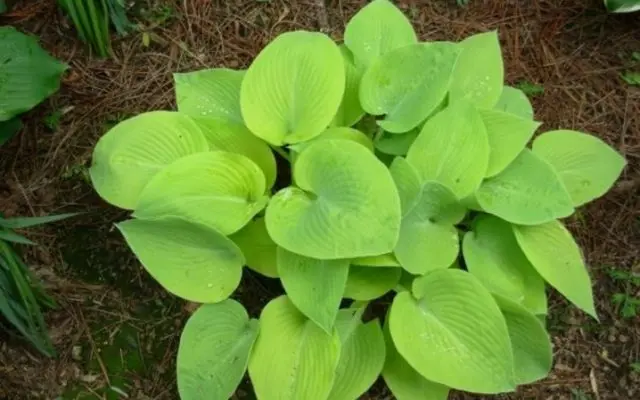 Hosta June: photo and description