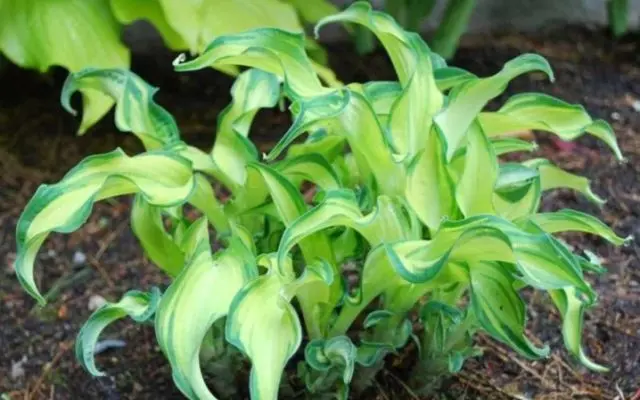 Hosta June: photo and description