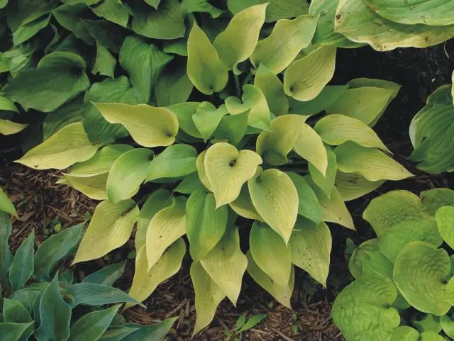 Hosta June: photo and description